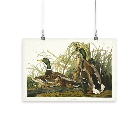 Mallard Ducks Poster - John James Audubon Designs,