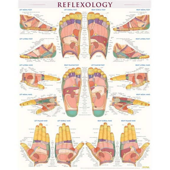 BarCharts  Reflexology-Laminated