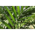 thumbnail image 4 of Bamboo Palm - Live Plant in a 3 Gallon Growers Pot - Chamaedorea Seifrizii - Great Privacy Hedge - Rare Palms from Florida, 4 of 5