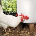 thumbnail image 4 of Lote de 10 tetinas de agua, comedero para pollos, suministros para aves de corral, cruz para pollos, 4 of 5
