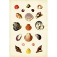 thumbnail image 3 of Gabriel Muller 17x24 Black Modern Framed Museum Art Print Titled - Muller Shells Tab. XI, 3 of 5