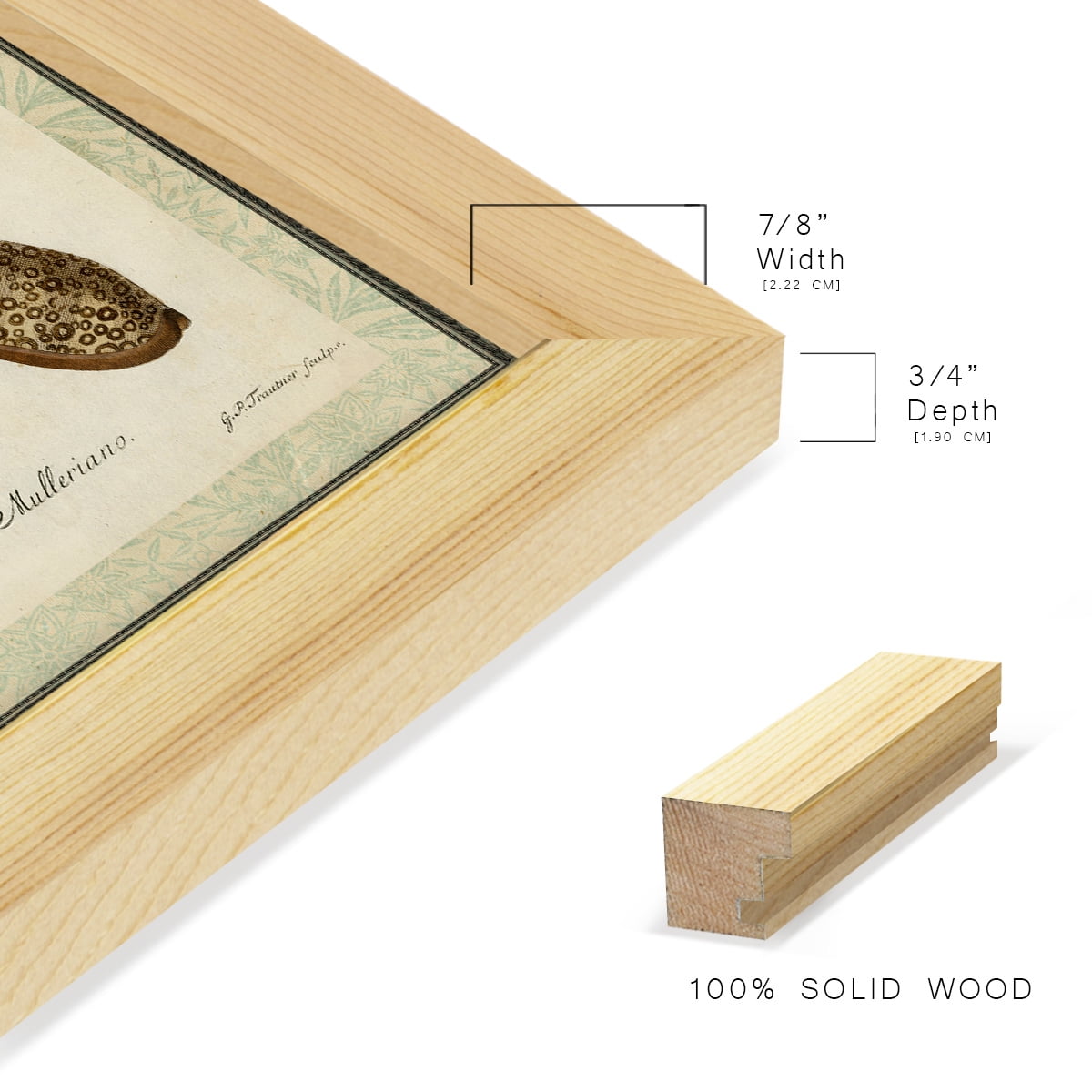 Bookplate Shells II - Framed Print w/glass - Natural Wood