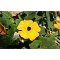 thumbnail image 2 of Black-Eyed Susan Wildflower/ Perennial/ Full Sun/27K Seeds 1/4 oz / Zellajake Farm and Garden - B23, 2 of 5