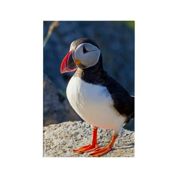 CafePress - Atlantic Puffin Standing - Rectangle Magnet, 2"x3" Refrigerator Magnet