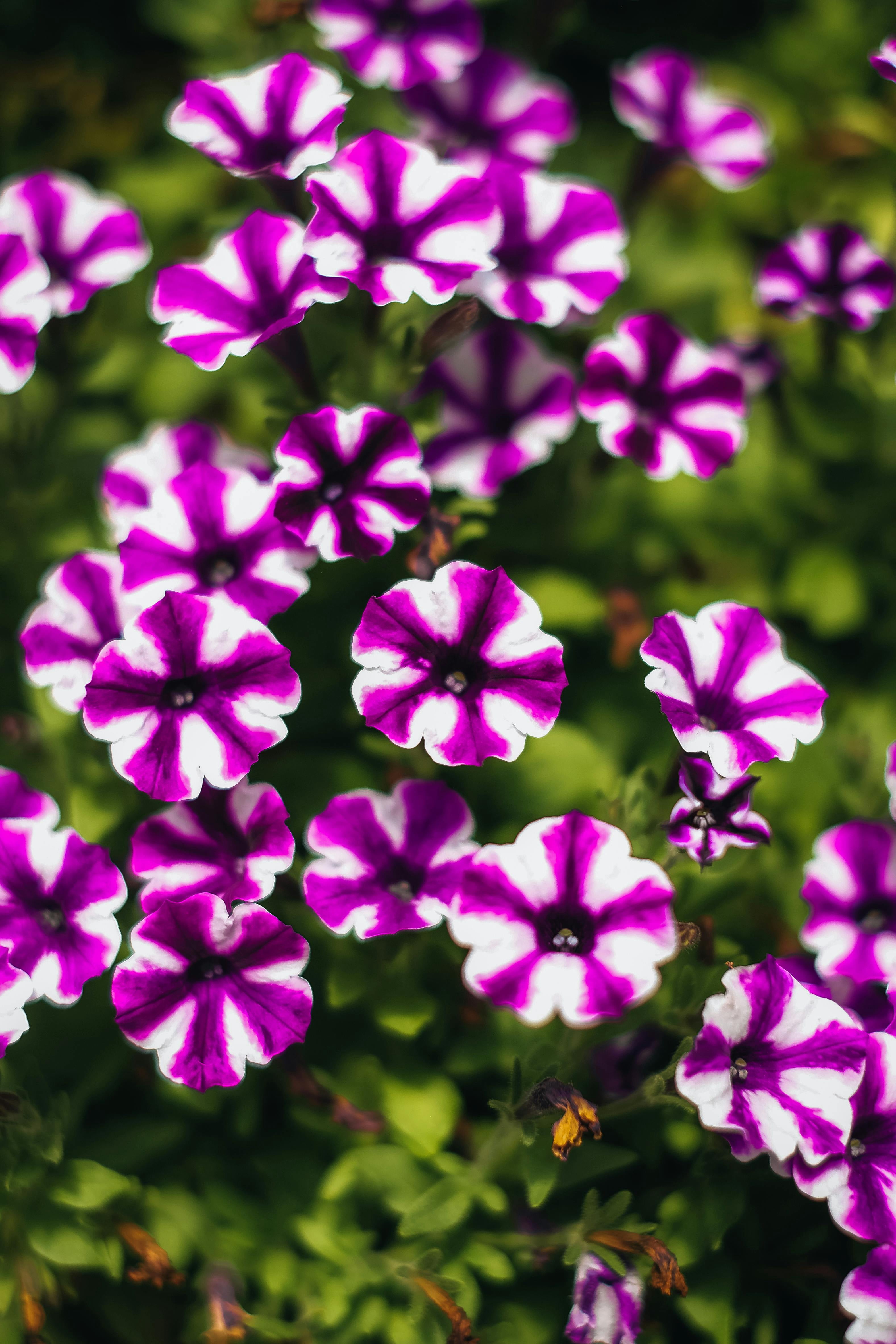 Amore 1.5 Gallon Petunia Pet-Friendly Purple Prince, Live Annual Plant, Full Sun