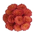 thumbnail image 3 of Bloomingmore Fresh Cut Flowers, 36 Count Orange Roses, Live Plants, 3 of 6