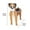 G, variant on Flower Pots Outdoor,Plant Pots Indoor Dog Flower Pot Planter Cute Pvc Herb Garden Dog Flower Pot Indoor/Outdoor Plant Dog Flower Pot Pet Flower Pot Great Pet Lovers Pots for Plants