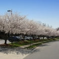 thumbnail image 3 of Brighter Blooms - Yoshino Cherry Tree, 5-6 ft. - No Shipping to AK, AZ, CA, CO, HI, ID, OR, WA, 3 of 6