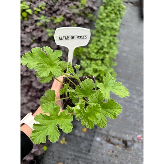 Attar of Roses Scented Geranium in a 3.5 inch pot ( 5 count )