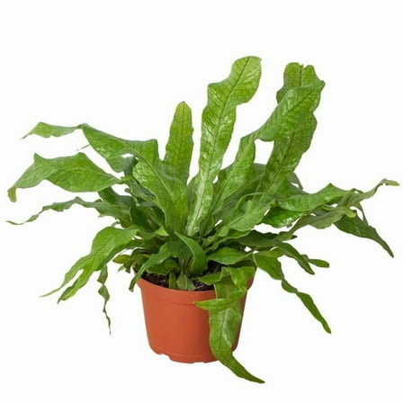 House Plant Dropship 6-FERN-CROCODILE 6 in. Pot Fern Crocodile Plant