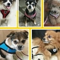 thumbnail image 4 of NUOLUX Pet Leash Collars Y Chest Strap Para Confortable El Año, 4 of 5