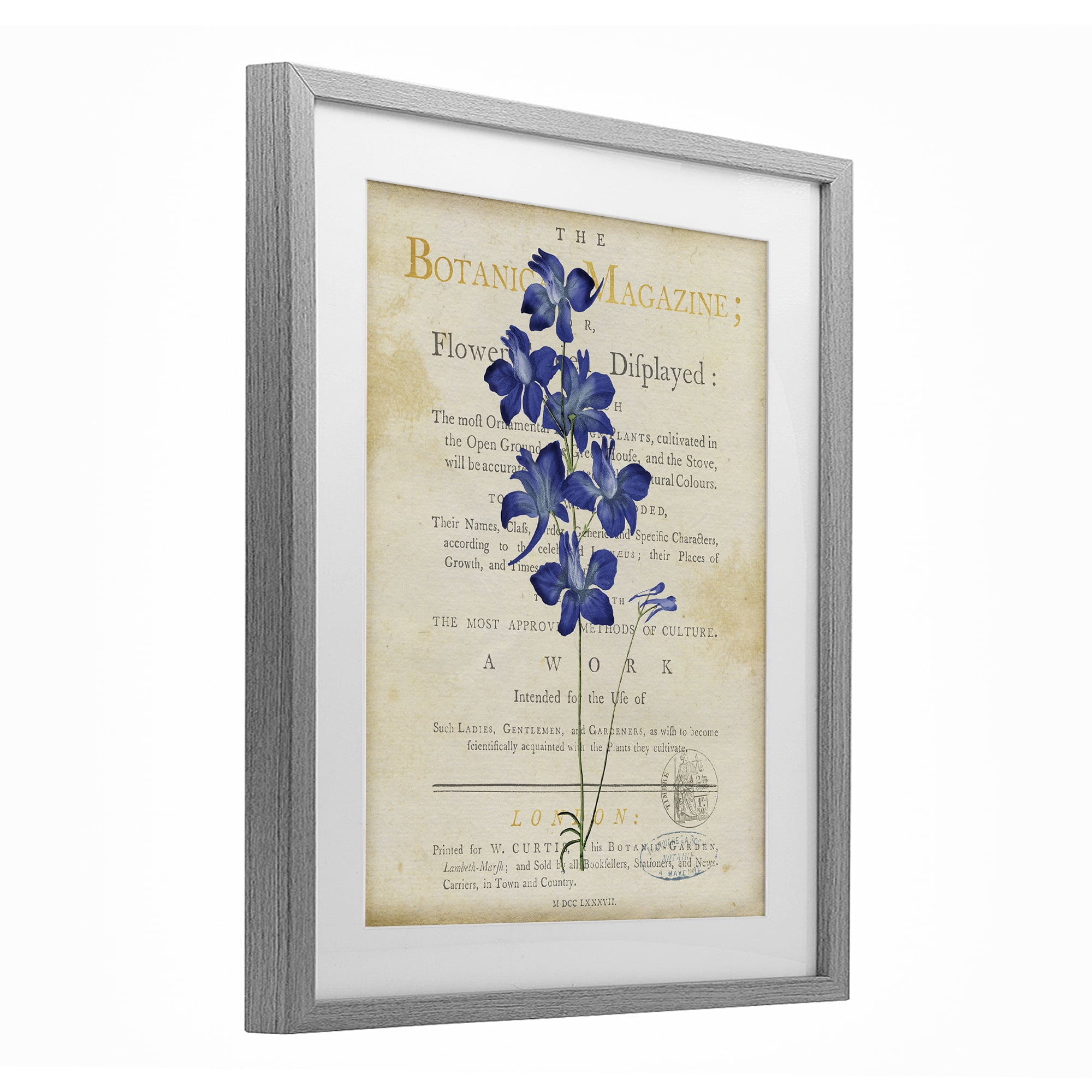 Stupell Industries Natural Botanic Garden Flower Gray Framed Print Under Glass, design by Susan Arnot