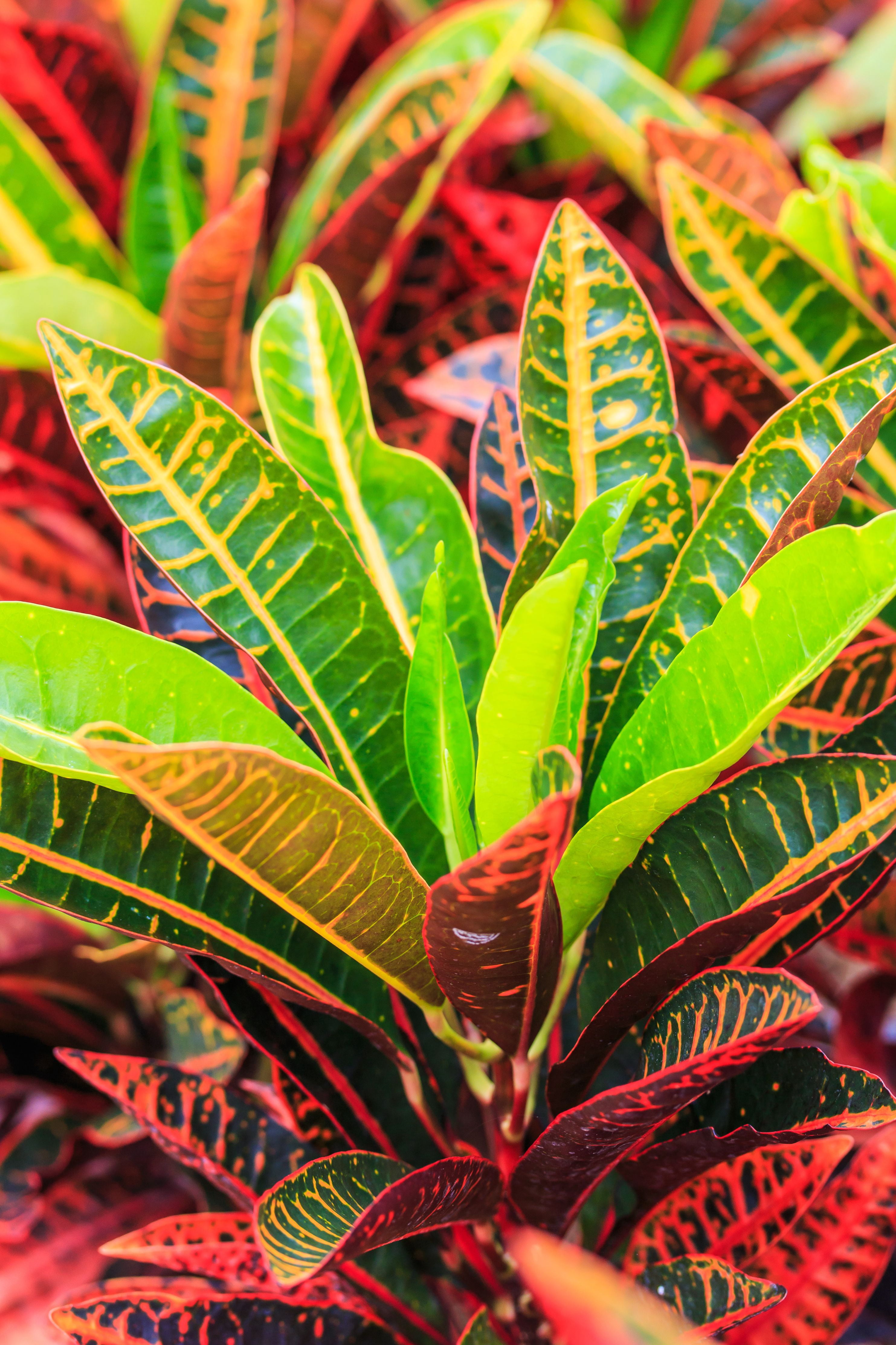 6 in Croton Petra Live Ornamental with Bright Indirect Sunlight - 2 Piece