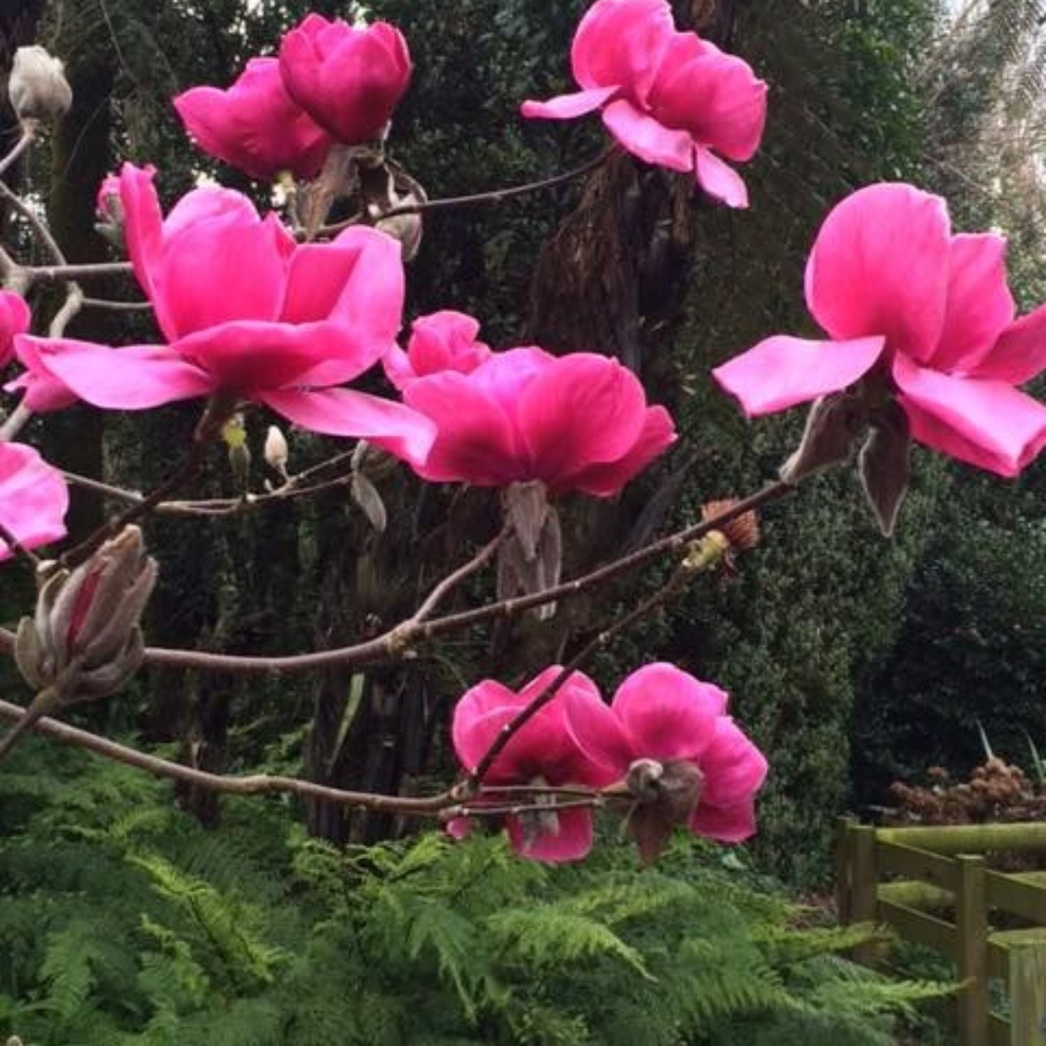 Expert Gardener 1-2' Magnolia Japanese Felix® Live Tree in 1 gal. Grower Pot