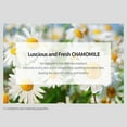 thumbnail image 3 of Crema facial NACIFIC Fresh Herb Origin 50 ml con vitamina B, 3 of 6