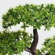 thumbnail image 5 of EeaseMX Plantas simuladas: Pino de saludo de 3 tenedores, planta de plástico en maceta, adornos pequeños (verde), 5 of 8