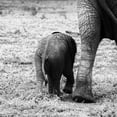thumbnail image 3 of Aledanda 15x15 Black Modern Framed Museum Art Print Titled - Mama and Baby Elephant II, 3 of 5