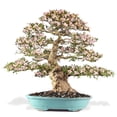 thumbnail image 2 of Premium Bonsai Soil All Purpose Fast Draining Mix - Pumice, Lava, Calcined Clay and Pine Bark Potting Pre Mixed Bonsai Plant Soil Mixture by Gardenera Labs - Made in USA - (3 Quart Bag), 2 of 6