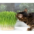 thumbnail image 2 of GSDWIUEW Seeds Cat Grass Annual Heirloom Grass for Planting, 2 of 8