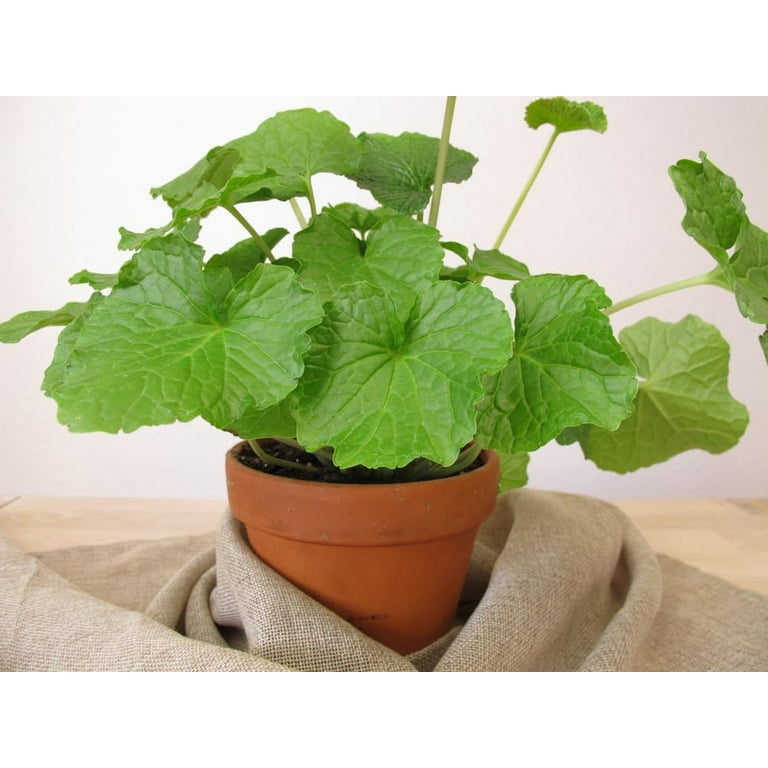 starter planter pots Seed Starter Pots - 2.5" Extra Strength - 80 Pots / Orange