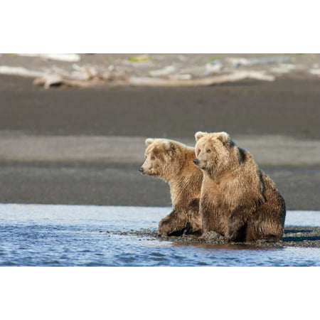 Grizzly Bear yearlings on shore Katmai National Park Alaska Poster Print by Matthias (Best Alaska Shore Excursions)