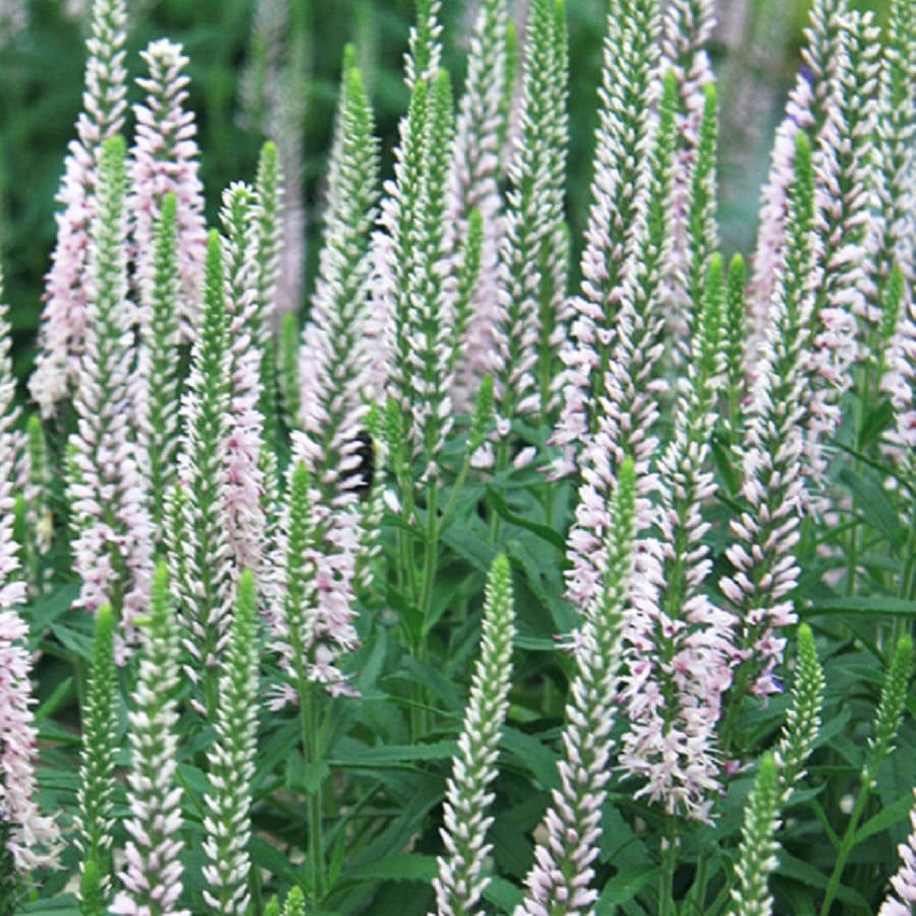 Southern Living Pink Moody Blues Veronica Live Perennial in 2.5-Quart Grower Pot