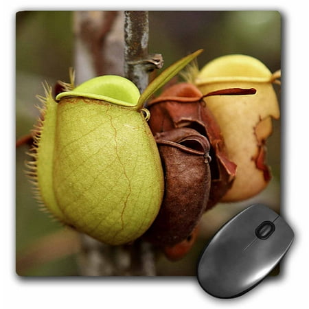 3dRose Borneo, Malaysia, Sarawak, Pitcher plant flora-AS23 JST0032 - Jay Sturdevant, Mouse Pad, 8 by 8 inches