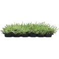 St. Augustine 'Floratam' 3 Inch Sod Plugs 6 Extra Large Live Plugs