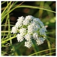 thumbnail image 1 of Everwilde Farms - 1/4 lb Tall Water Parsnip Native Wildflower Seeds - Gold Vault Bulk Seed Packet, 1 of 2