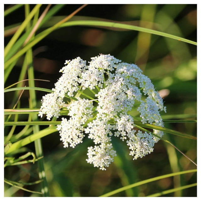 Everwilde Farms - 1/4 lb Tall Water Parsnip Native Wildflower Seeds - Gold Vault Bulk Seed Packet