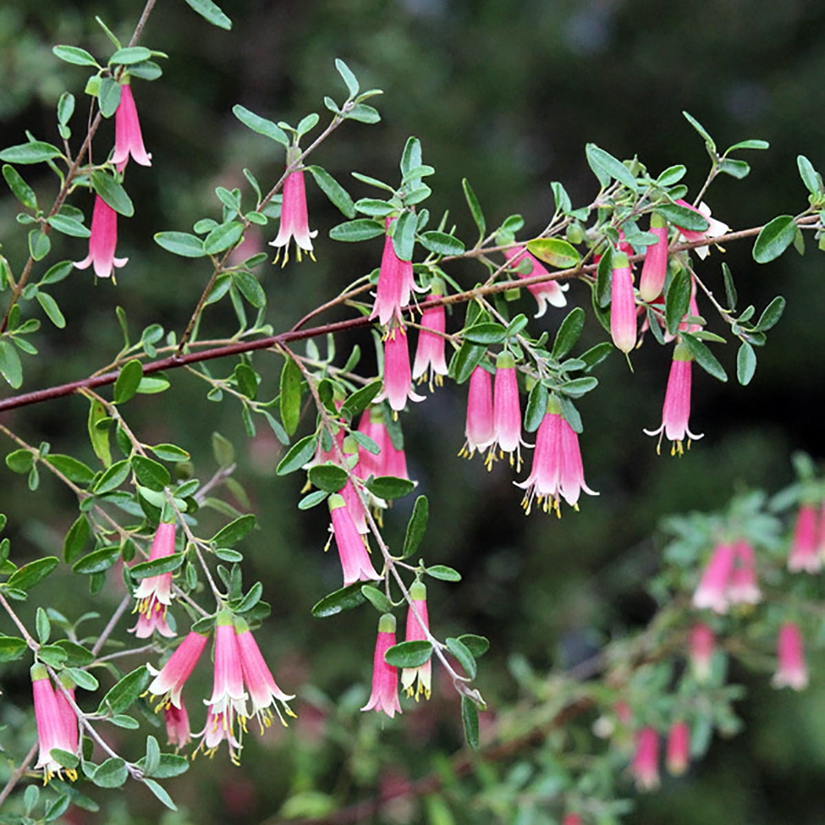 Dusky Bells Fuchsia Correa Australian Red Fuchsia 5" Pot