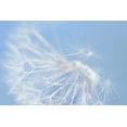 thumbnail image 2 of Schell, Jennie Marie 24x17 White Modern Wood Framed Museum Art Print Titled - Blue Dandelion Flower, 2 of 4