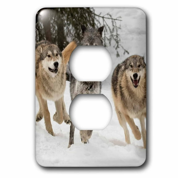 3dRose, Gray Wolf pack behavior in winter, Montana, 2 plug outlet cover
