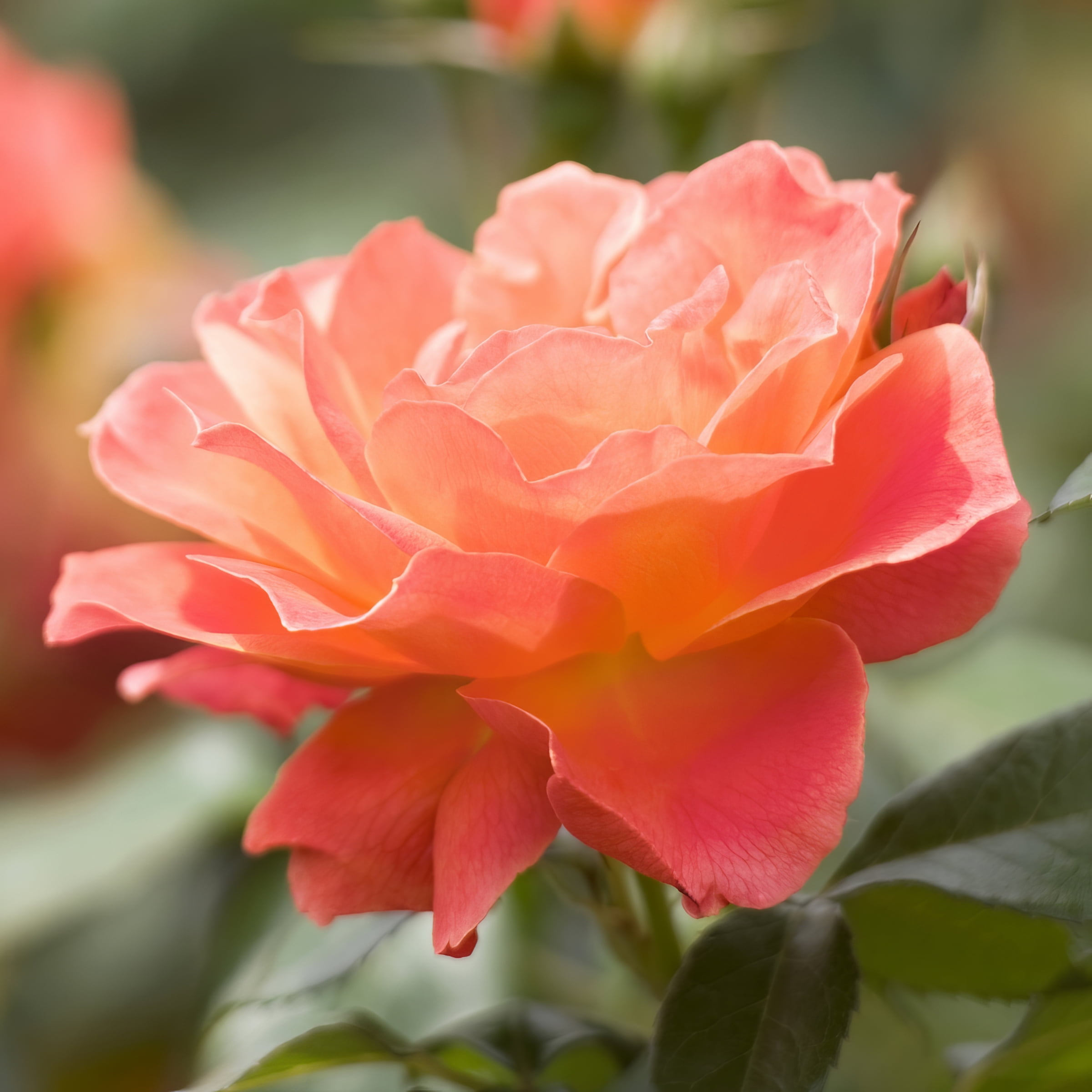 Bare Root Cherish Rose (2-Pack)