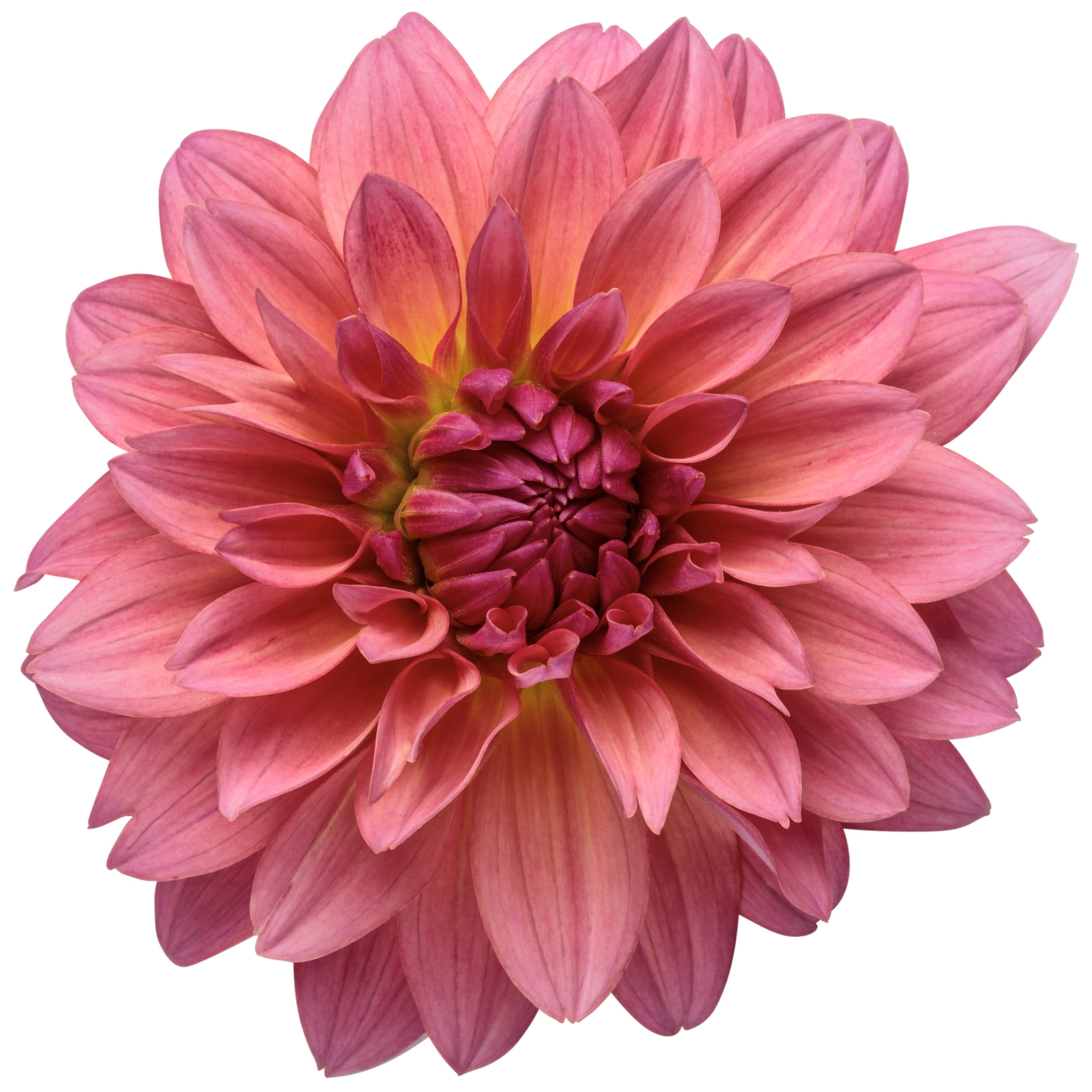 Proven Winners 8" Virtuoso Pinkerific Dahlia Live Plant in 6.5" Pot