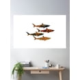 thumbnail image 2 of Sharks Cove Poster Wall Art, Modern Wall Decor, 8x12 UNFRAMED, 2 of 3