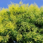 Brighter Blooms - Golden Raintree, 4-5 ft. - No Shipping To AZ