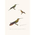 thumbnail image 2 of Coenraad Jacob Temminck 14x18 Gold Ornate Wood Frame and Double Matted Museum Art Print Titled - Terna Hummingbird. (1838), 2 of 4