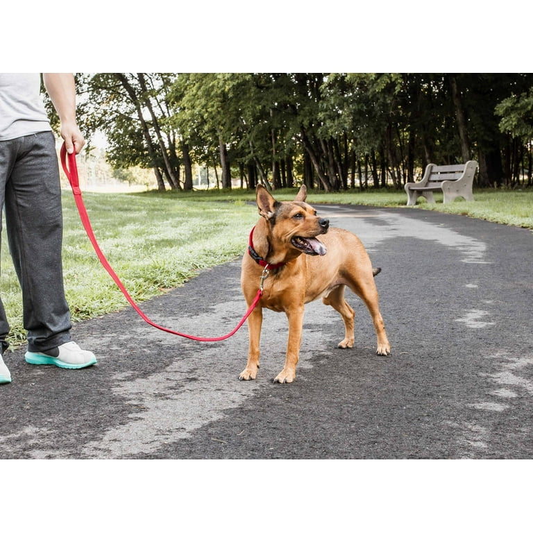 2 in 2024 1 dog leash