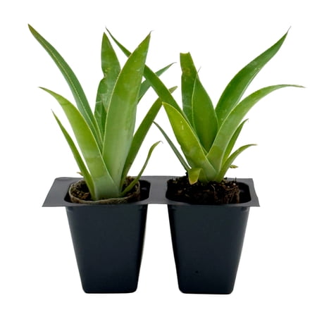 2 Blue Flame Agave – Live Succulents in 2.5 Nursery Cubes | Agave attenuata x shawii Blue Flame | Easy-Care Drought-Tolerant Succulent for Xeriscapes & Home