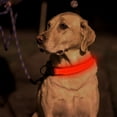 thumbnail image 2 of Wdftyju Collar LED luminoso para perros y gatos, arnés de seguridad para perros grandes, medianos y pequeños, antipérdida, para mascotas Wdftyju  5cj7la1hv5sb7pg3D02, 2 of 9
