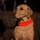 thumbnail image 3 of Luminoso Anti Lost Glow Arnés Collar de perro Collar de correa de noche (Rojo L) Ndcxsfigh  Nuevos Originales, 3 of 9