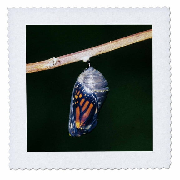 3dRose, Monarch, Danaus Plexippus, pupa, chrysalis, during emergence 01, 6x6 inch quilt square