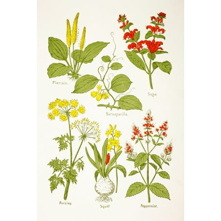 Parsley And Sage Tops Medicinal Herbs And Plants Clockwise From Top Left Plantain Sarsaparilla Sage Peppermint Squill Parsley From Virtues Household Physician Published London 1924 Canvas Art - Ken Welsh Design Pics (24 x ()