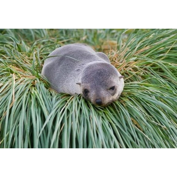 Antarctic Fur Seal, Hercules Bay, South Georgia, Antarctica Poster Print by Keren Su (35 x 24)
