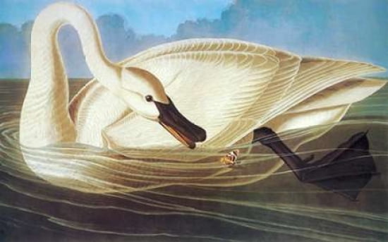 Trumpeter Swan Canv