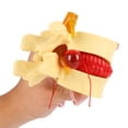 thumbnail image 1 of Modelo Lumbar Humano 1:1.5 Hernia De Disco Anatómica De La Columna Vertebral, 1 of 7