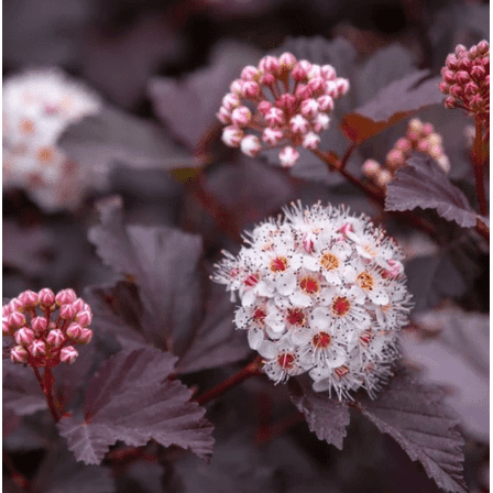 Crimson Ninebark Plant Live for Planting, Flowering Shrub Plant Ninebark Shrub Live Plant 6 to 12 Inch in 2.5 Inch Pot - Dormant in Winter