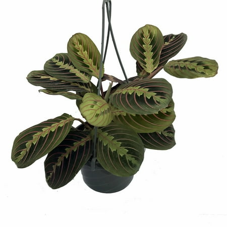 Grow Hanging Baskets - Red Prayer Plant - Maranta - Easy to Grow House Plant - 6