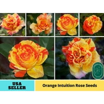 30 Seeds|Orange Intuition Flower Rose - Authentic Seeds - Perennial~GMO Free~~Flower seeds ~ Asian Garden~ Herbs B5G1#1095
